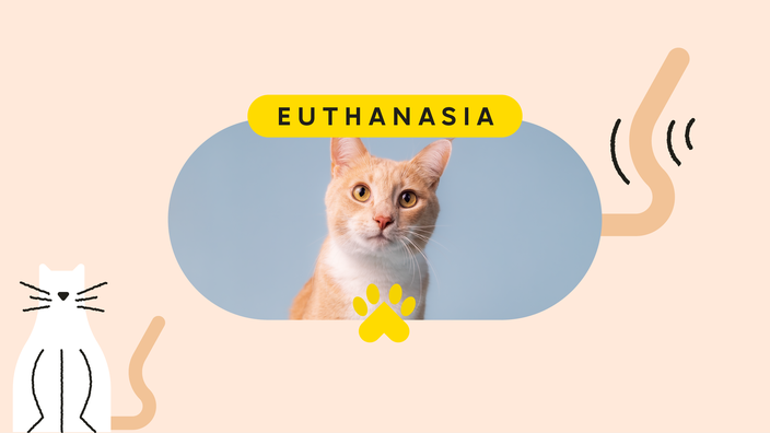 cost of euthanasia dog UK, cost of dog euthanasia uk​